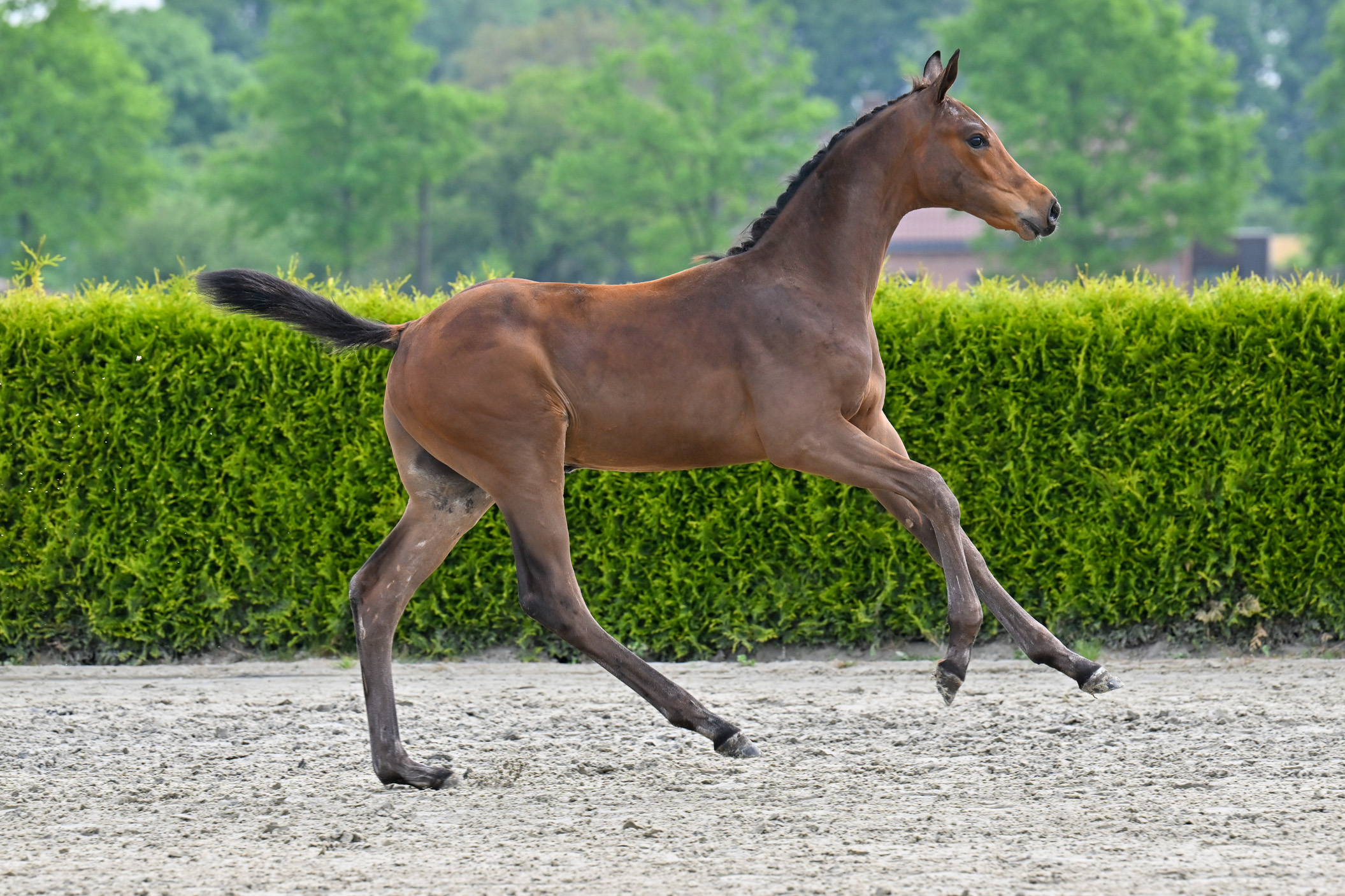 Centaur van de Heidehoeve Z