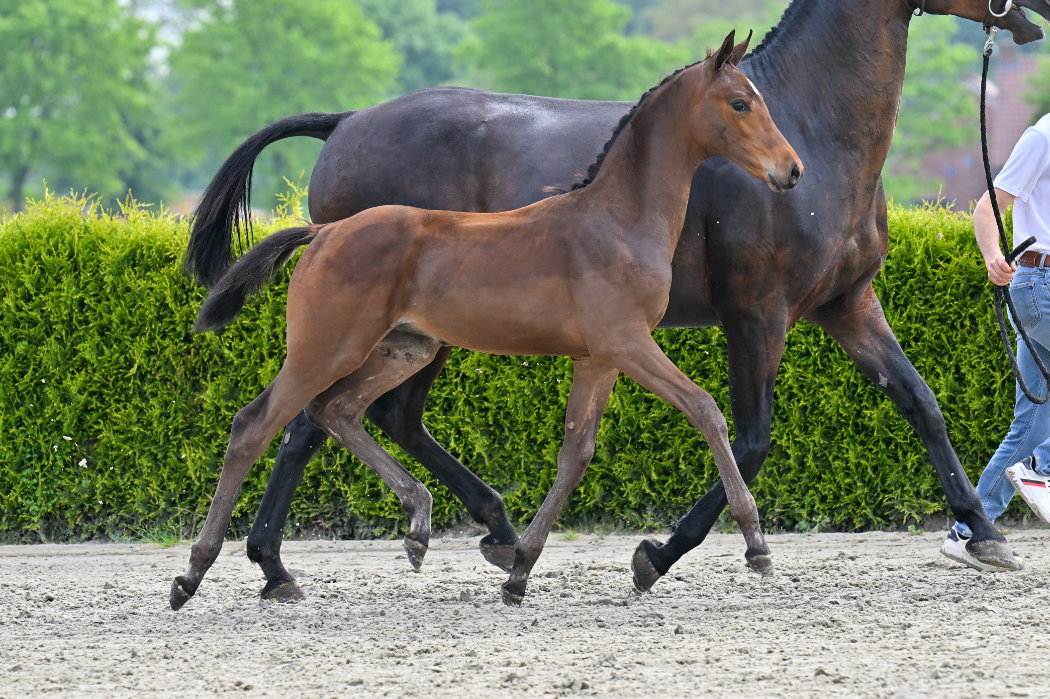 Centaur van de Heidehoeve Z