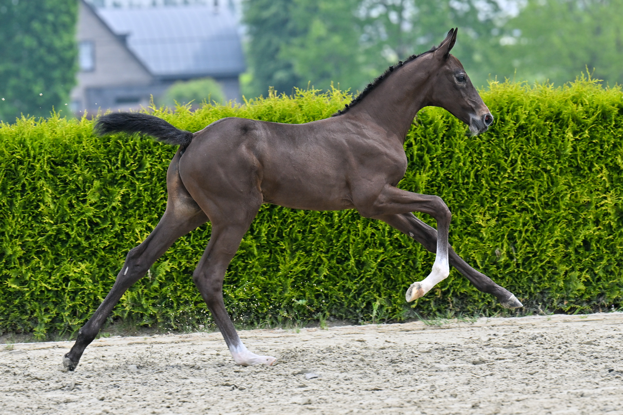 Deauville Odeveld