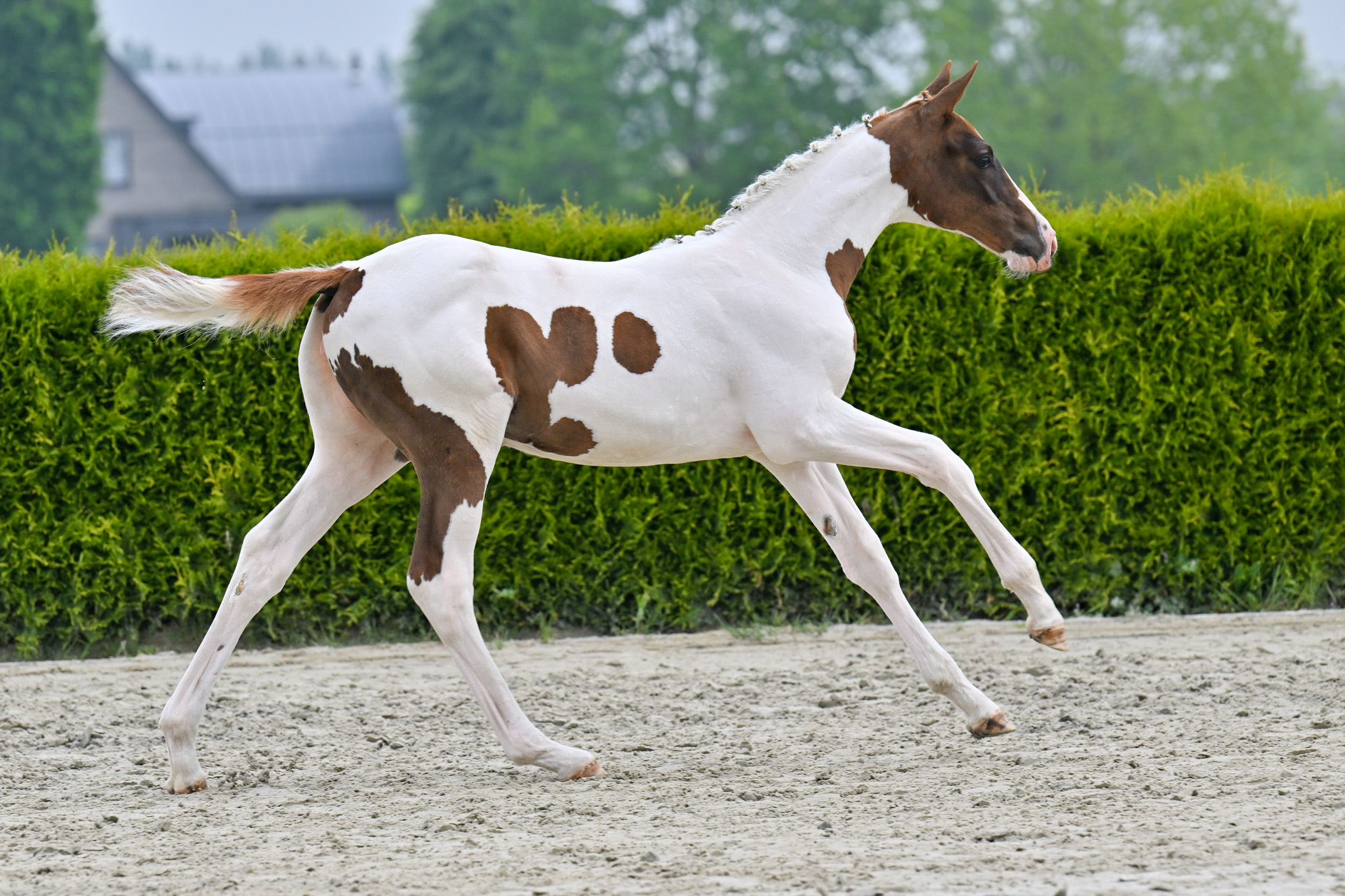Euphoria-K van Kattenheye