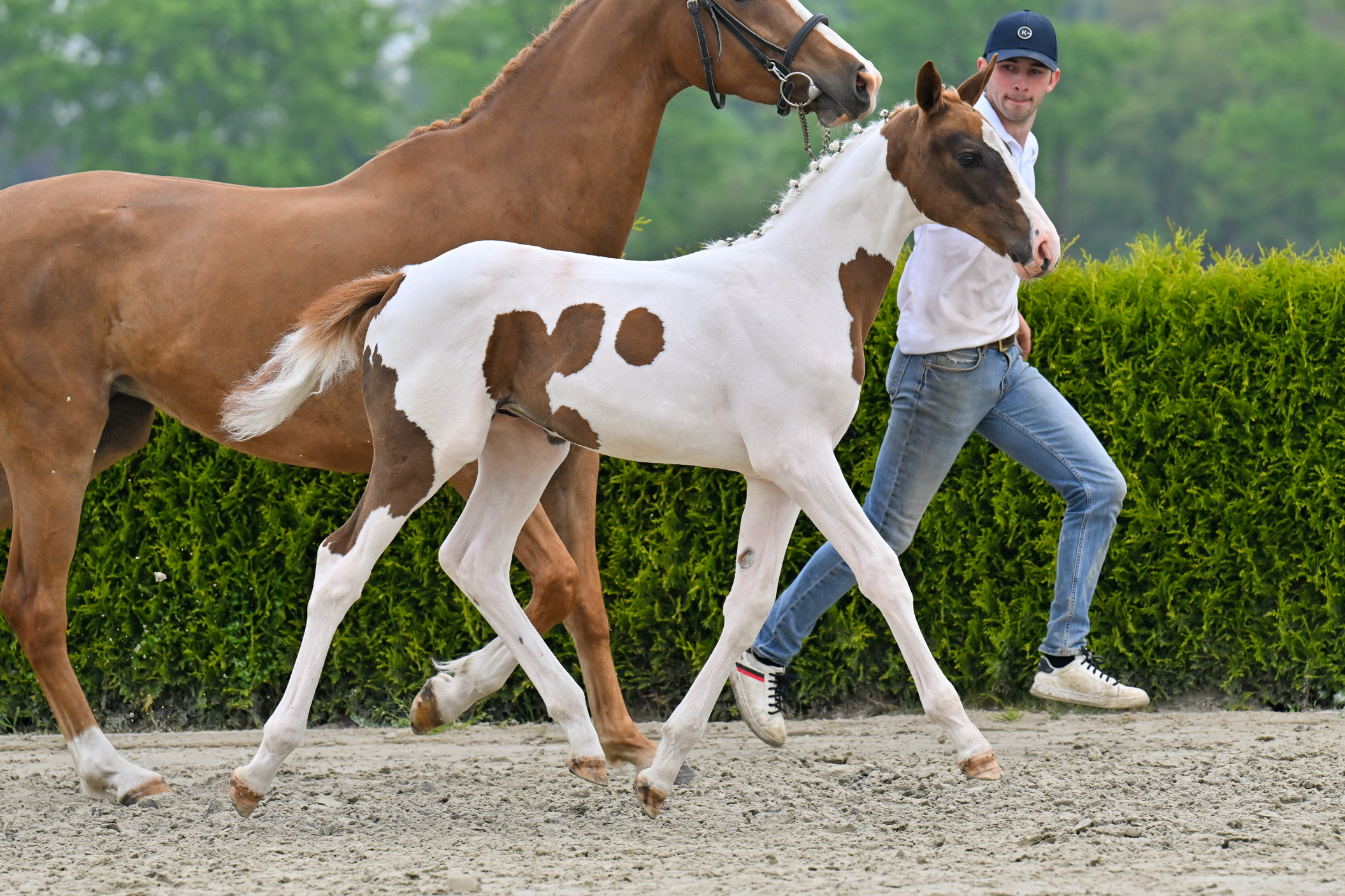 Euphoria-K van Kattenheye