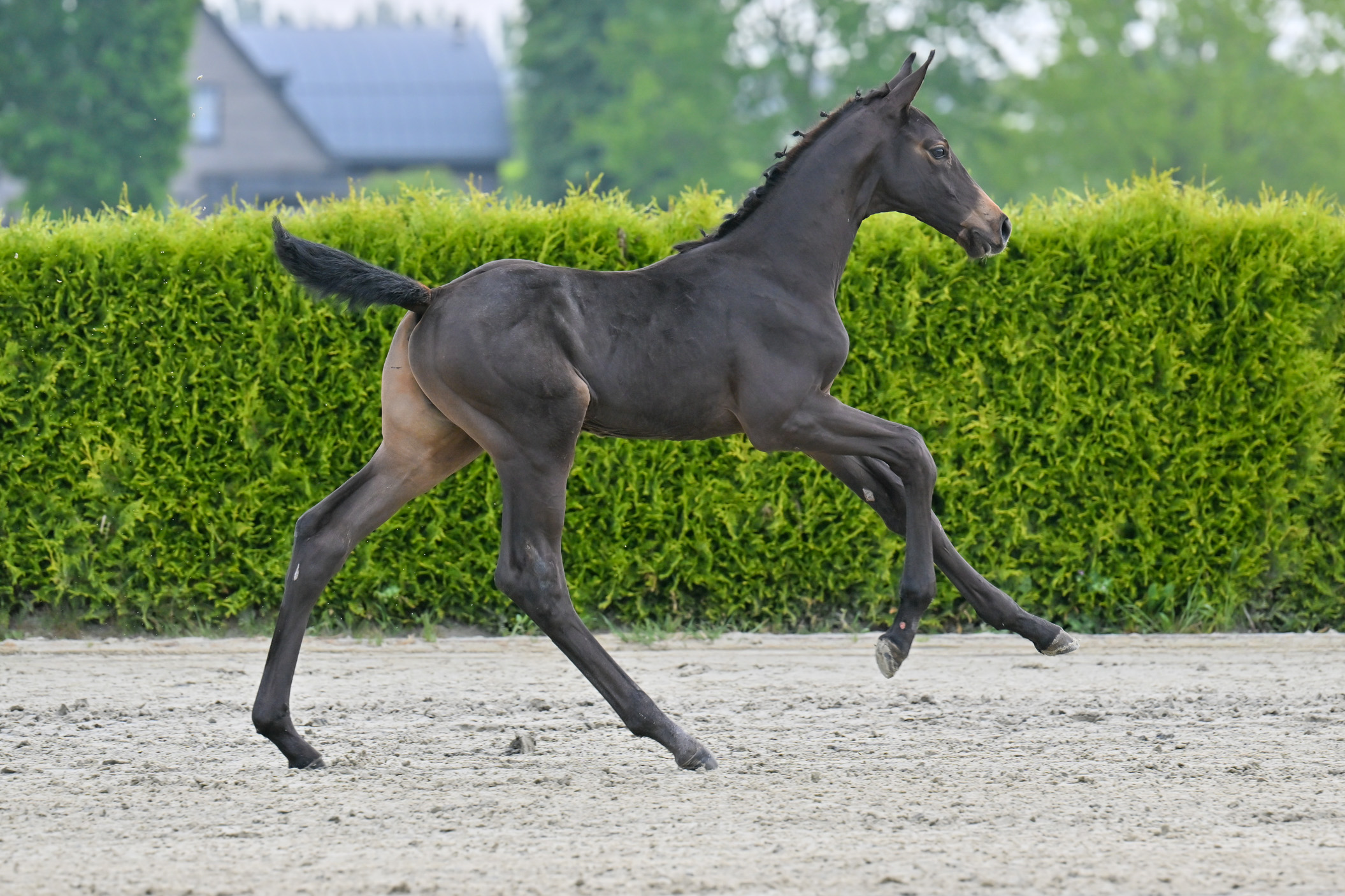 Django Aj