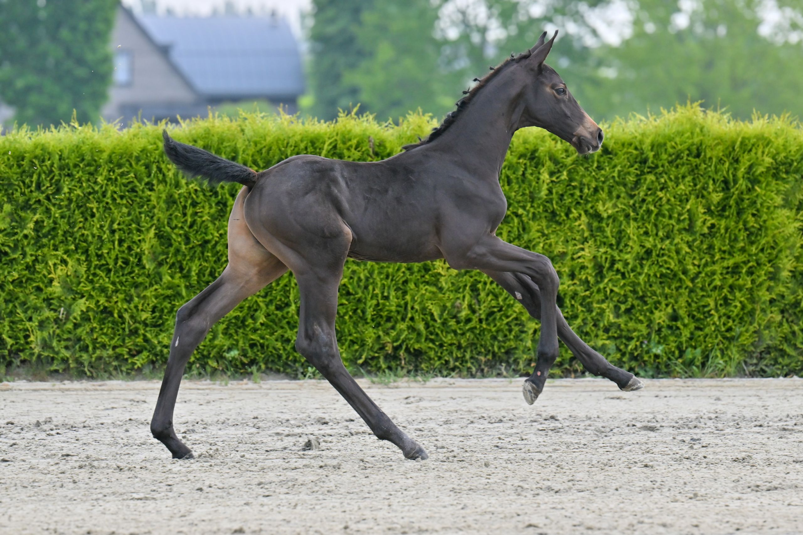 Django Aj