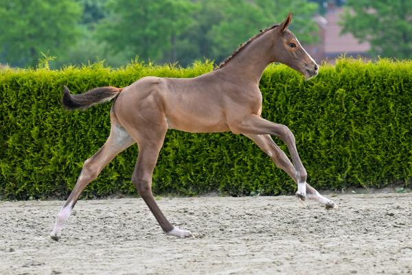 Dynamit FDV