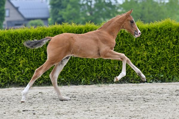 C'est Moi V/H Gouden Bit Z