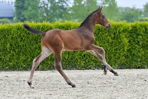 Close Up V/H Gouden Bit Z